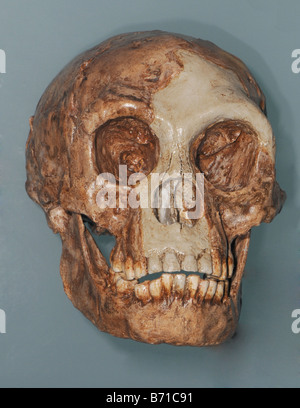 De l'Homo floresiensis cast crâne surnommé Hobbit est un possible espèces du genre Homo Banque D'Images