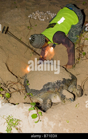 Un gardien de parc dépose les oeufs d'un nid, portées par une tortue verte, Turtle Island National Park, Sabah, Malaisie. Banque D'Images