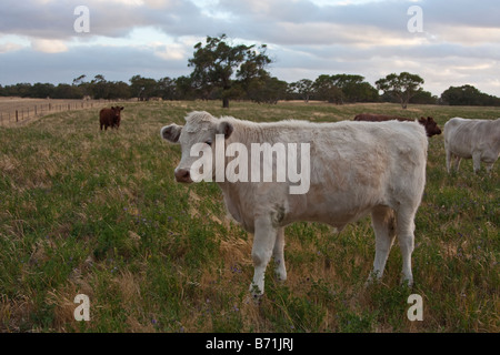 Shorthorn australienne sevré vache, Lochiel Park près de Kingston SE Taratap, Australie du Sud Banque D'Images