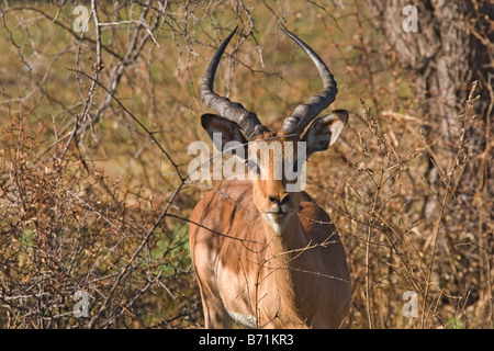 Un mâle impala Aepyceros melampus Banque D'Images