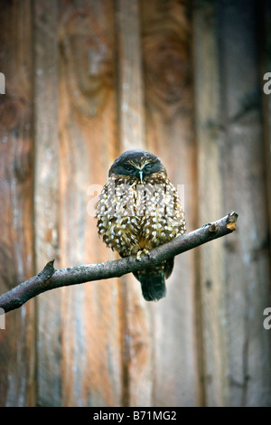 Nouvelle Zélande, île du Sud, Queenstown, Owl (Ninox novaeseelandiae Morepork). Banque D'Images