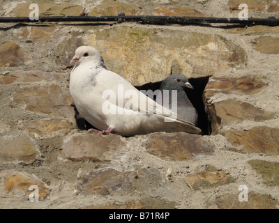 Pigeons sauvages Columba livia sur de nouveaux travaux de pierre sur la promenade de Lyme Regis Dorset Banque D'Images