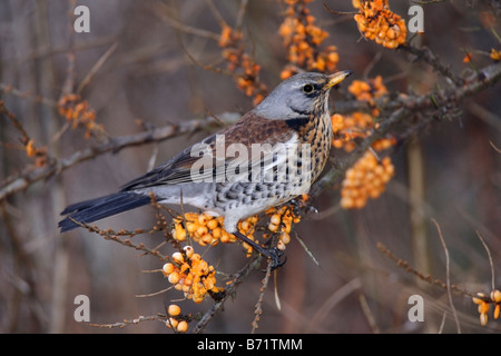 F Turdus Fieldfare sur les baies Potton Bedfordshire Banque D'Images