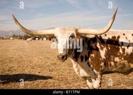 Taureau texan longhorn Banque D'Images