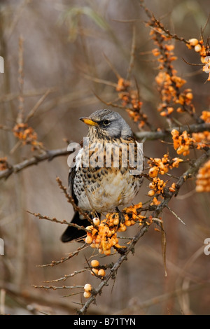 F Turdus Fieldfare sur les baies Potton Bedfordshire Banque D'Images