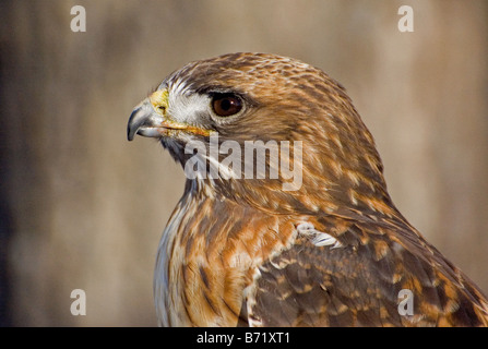 Close-up of a red-tailed hawk Banque D'Images