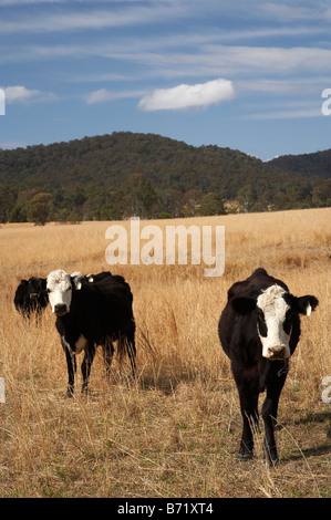 Vaches et près de terres agricoles sèches Wauchope New South Wales Australie Banque D'Images