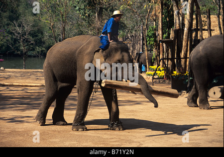 L'éléphant d'Asie, avec son Mahout ou formateur, transportant un Teak Log à l'Elephant Conservation Centre, Lampang, Thaïlande du nord Banque D'Images