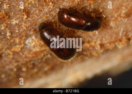 Xyleborus sp scolytes scolytes du bois endommagé dans les arbres d'ornement Banque D'Images