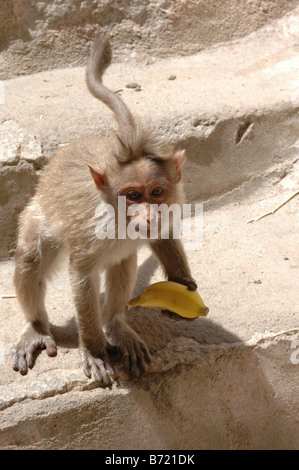 L'état du Karnataka en Inde Hampi un jeune singe Macaca mulatta dans l'enceinte du temple Banque D'Images