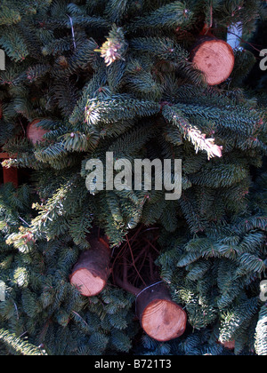 Tout juste arrivé d'arbres de Noël fraîchement coupés sont empilés et prêt à être mis en vente. Banque D'Images