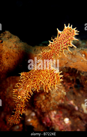 Syngnathe fantôme solenostomus paradoxis ornementé Banque D'Images