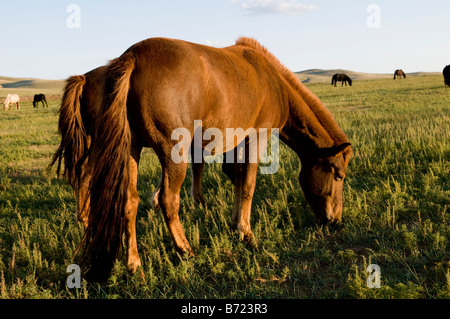 Les troupeaux ou les chevaux dans les prairies de Mongolie Banque D'Images