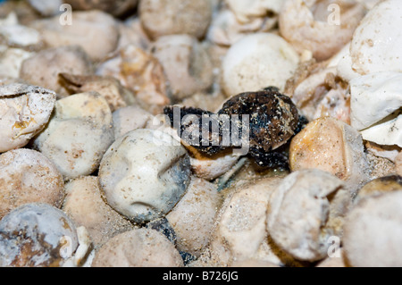 La tortue imbriquée de son oeuf, Turtle Island National Park, Sabah, Malaisie Banque D'Images