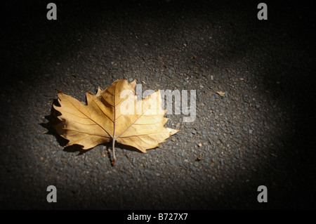 Une seule feuille d'automne morte posée sur l'asphalte noir éclairé par un seul faisceau de lumière Banque D'Images