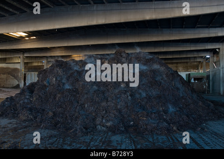 Pile de compost à chaud pour la culture des champignons produisant des gaz de décomposition Banque D'Images