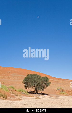 Zone pittoresque Désert du Namib Sossusvlei Namibie Namib Naukluft National Park Banque D'Images