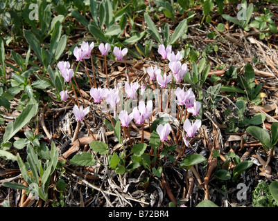 Bouquet de cyclamens sauvages dans les bois Banque D'Images