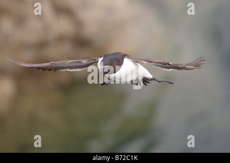 Petit pingouin en vol Banque D'Images