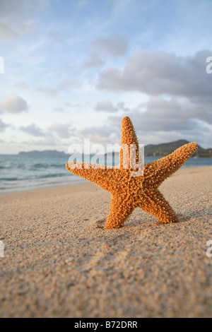 L'étoile de mer coincé debout sur une plage de sable Banque D'Images