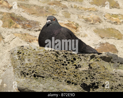 Pigeon Columba livia sur de nouveaux travaux de pierre sur la promenade de Lyme Regis Dorset Banque D'Images