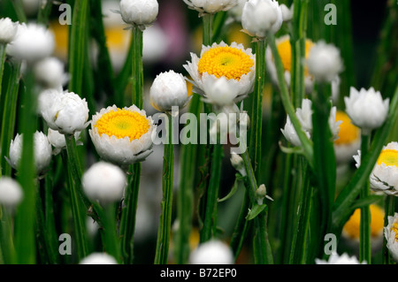 Ammobium alatum 'bikini' winged everlasting blanc et jaune fleur ronde petite tige mince tige étroite structure Banque D'Images