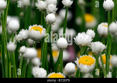 Ammobium alatum 'bikini' winged everlasting blanc et jaune fleur ronde petite tige mince tige étroite structure Banque D'Images