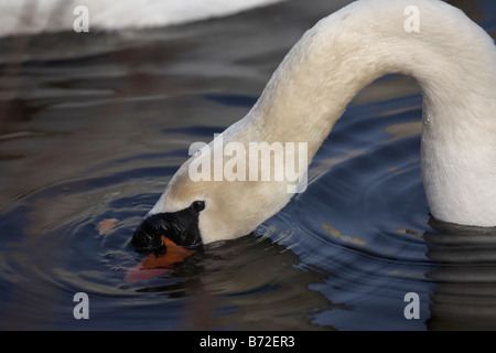 Cygne tuberculé Cygnus olor se nourrir de flocons de pain sur un lac dans le comté de Down en Irlande du Nord UK Banque D'Images