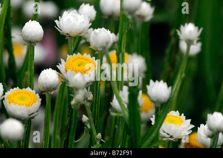 Ammobium alatum 'bikini' winged everlasting blanc et jaune fleur ronde petite tige mince tige étroite structure Banque D'Images