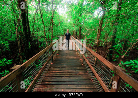 Un homme marche le long d'une promenade touristique à travers la mangrove dans les basses terres du parc national de Daintree, Queensland, Australie. Banque D'Images