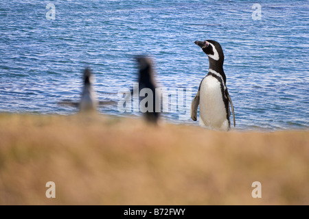 Manchot de Magellan (Spheniscus magellanicus) sur la plage des îles Falkland Banque D'Images