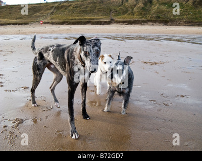 Chaque message d'autres chiens sur la plage Banque D'Images