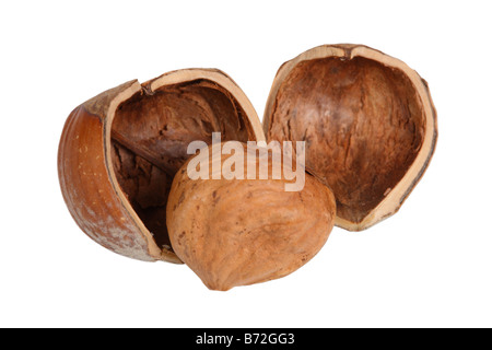 Close up noisettes découper sur fond blanc Banque D'Images