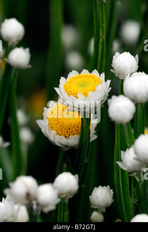 Ammobium alatum 'bikini' winged everlasting blanc et jaune fleur ronde petite tige mince tige étroite structure Banque D'Images