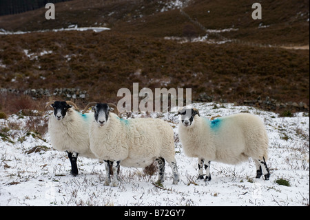 Blackface twin Scotch brebis et agneaux sur la lande dans la neige le Perthshire Scotland Banque D'Images