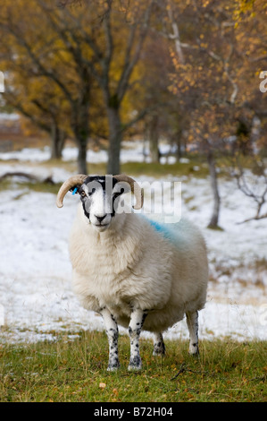 Blackface Scotch sur brebis dans la neige le Perthshire Scotland moorland Banque D'Images