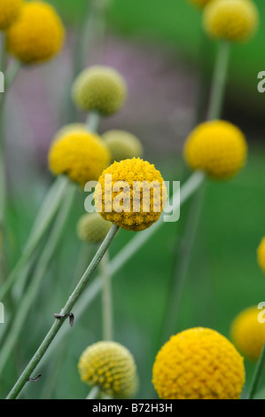 Craspedia globosa drumstick Billy forme fleur boutons sphère balle tige mince pédoncule structure structure de hauteur Banque D'Images