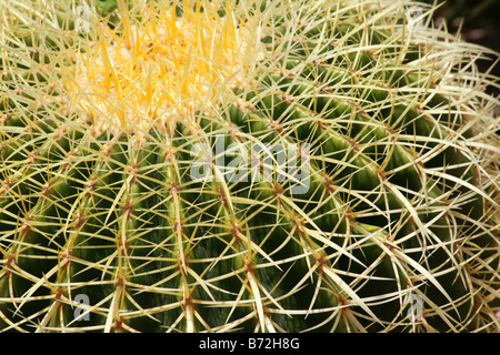 Épines de cactus vert Banque D'Images
