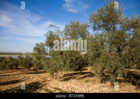 L'olivier dans le parc naturel de la lagune d'gozque Martin de la Jara Séville Andalousie Espagne Banque D'Images