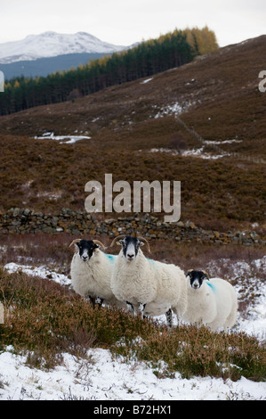 Blackface twin Scotch brebis et agneaux sur la lande dans la neige le Perthshire Scotland Banque D'Images