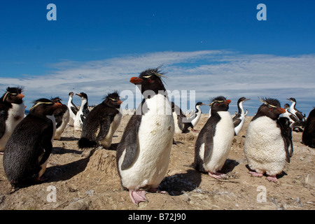 Rock Hopper colonie de pingouins Pebble Island Îles Malouines Banque D'Images