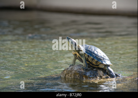 Soleil sur Turtle Rock dans le milieu de l'étang Banque D'Images