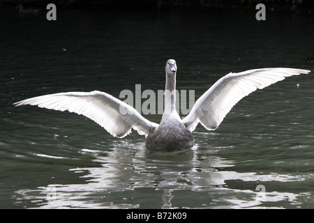 Cygnet ayant une étendue Banque D'Images