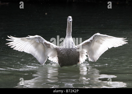 Cygnet ayant une étendue Banque D'Images