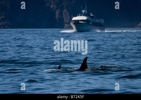 Mère et son petit orques ou épaulards dans Kenai Fjords National Park avec l'embarcation approcher Banque D'Images