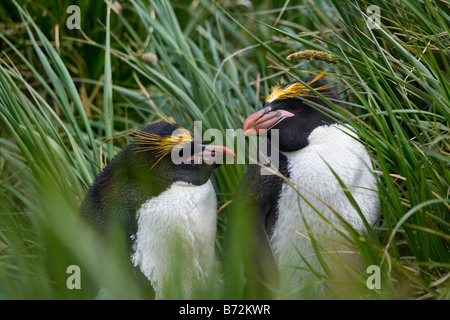 Macaroni Penguin (Eudyptes chrysolophus) dans l'herbe Cooper Bay Géorgie du Sud Antarctique Banque D'Images