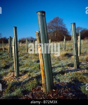 Les arbres nouvellement plantés. Banque D'Images