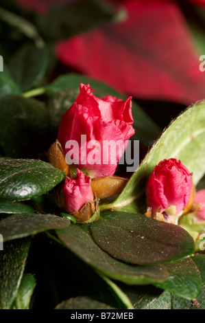 Still Life de plantes de Noël rouge dans panier Azalea. Interflora cadeau. Banque D'Images
