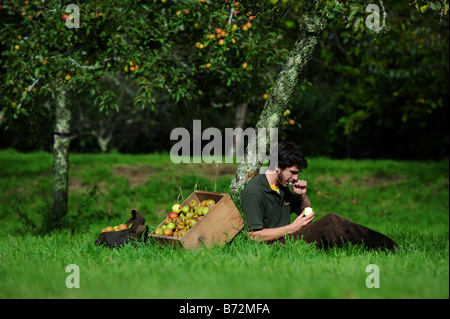 Un homme assis sous un pommier dans le verger à l'ancienne Cotehele National Trust près de Saltash Cornouailles Banque D'Images