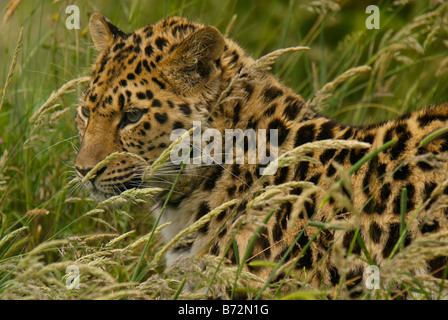 Les subadultes en captivité [panthère Panthera pardus orientalis] Banque D'Images